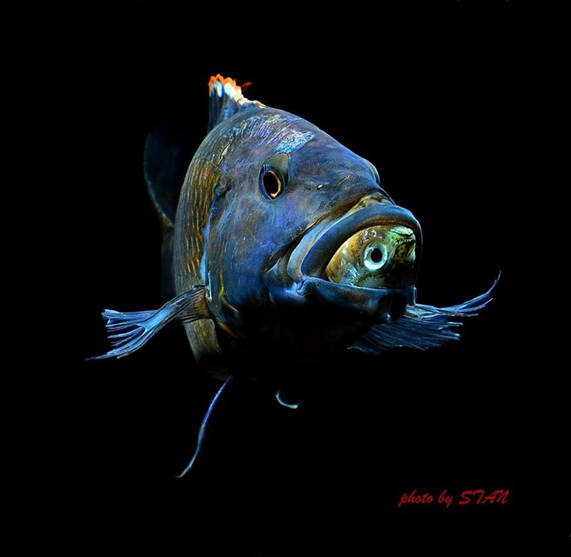 Tyrannochromis macrostoma